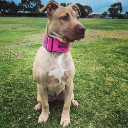 Hot-Pink-Cobra-Clip-Collar-img-2