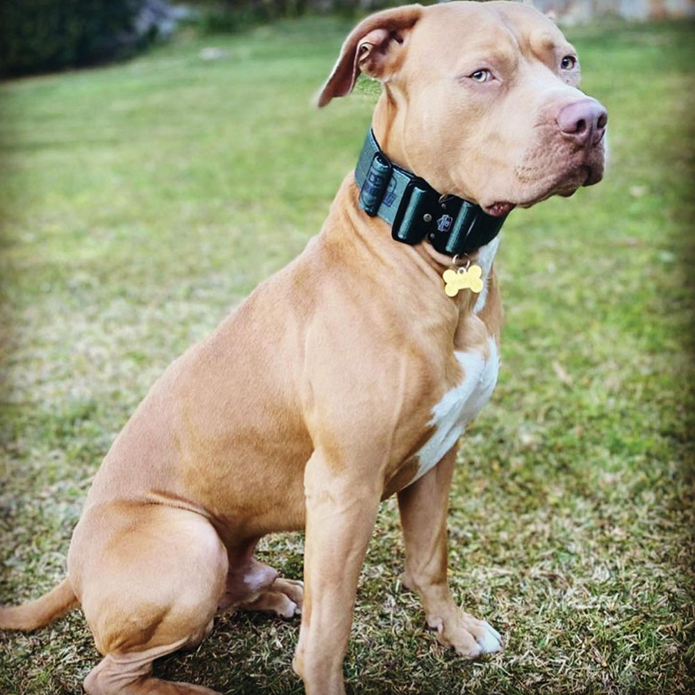 Military-Green-Sporting-Dog-Collar-5